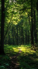 Naklejka premium Sunbeams Shining Through Trees in Lush Forest