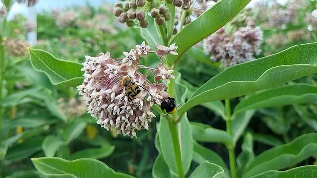 Bee on a flower. Asclepias syriaca