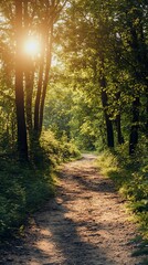 Obraz premium Sunlit forest path, golden light beams through trees, nature photography, scenic landscape
