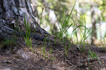 Green grass shoots at the base of a tree trunk in a spring forest