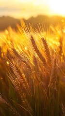 Golden wheat field at sunset, beautiful nature background