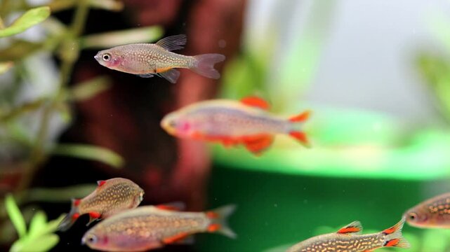 Aquarium fish celestial pearl danio Margaritatus Galaxy Microrasbora. Macro view rasbora. bright blue body pearly dots, orange red fins tails. 