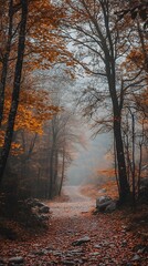 Obraz premium Mysterious foggy autumn forest path with fallen leaves