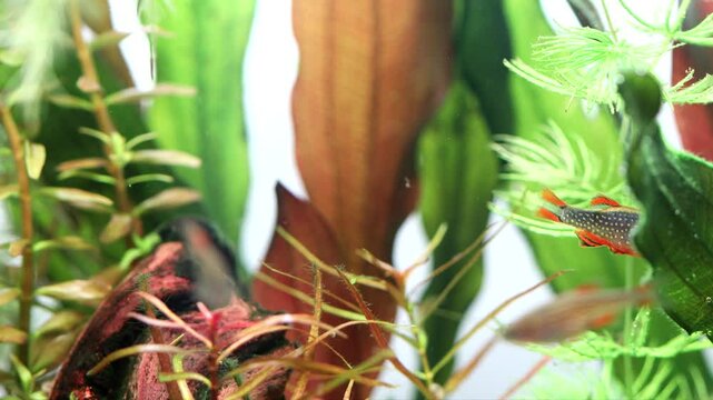 Planted tank. Aquarium fish rasbora swims between green, dark red plants. Aquarium fish celestial pearl danio Margaritatus Galaxy Microrasbora. 