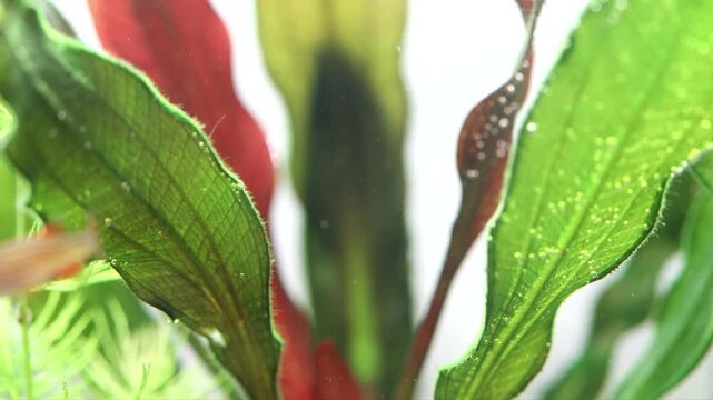 Fish celestial pearl danio Margaritatus Galaxy Microrasbora, planted tank green red leaves Echinodorus decorative background. Macro view. shallow depth of field.