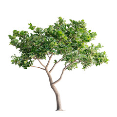 Obraz premium Lush fig tree with plump, juicy figs nestled among dense green leaves, isolated on white, perfect for showcasing the richness and timeless appeal of these iconic Mediterranean fruits