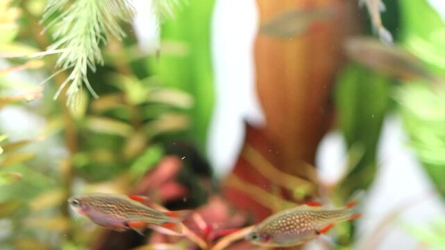 Aquarium fish celestial pearl danio Margaritatus Galaxy Microrasbora. Macro view rasbora. bright blue body pearly dots, orange red fins tails. 