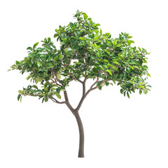Obraz premium Lush guava tree with ripe green and yellow guavas hanging from its vibrant branches, isolated on a white background, showcasing the tropical sweetness and refreshing taste of this nutritious fruit