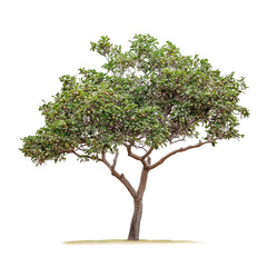 Lush guava tree with ripe green and yellow guavas hanging from its vibrant branches, isolated on a white background, showcasing the tropical sweetness and refreshing taste of this nutritious fruit