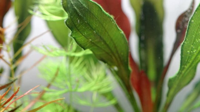 A male galaxy rasbora fish swims past an aquarium plant echinodorus. close-up, selective focus. Aquarium fish celestial pearl danio Margaritatus Galaxy Microrasbora.