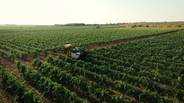 GRAPE HARVESTER, ORBIT AROUND IT WHILE HARVESTING IN THE MIDDLE OF A VINEYARD FROM THE SIDE TO THE REAR