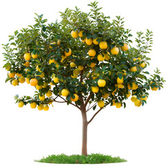 Lush apple tree with ripe golden yellow apples on transparent background with bright green leaves and fresh grass