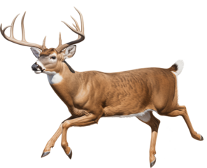 a white-tailed deer buck (Odocoileus virginianus) with antlers in motion, full body, side 3/4 view in a PNG, Nature-themed, isolated, and transparent photorealistic illustration. Generative ai