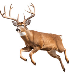 a white-tailed deer buck (Odocoileus virginianus) with antlers in motion, full body, side 3/4 view in a PNG, Nature-themed, isolated, and transparent photorealistic illustration. Generative ai