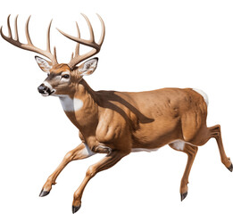 Naklejka premium a white-tailed deer buck (Odocoileus virginianus) with antlers in motion, full body, side 3/4 view in a PNG, Nature-themed, isolated, and transparent photorealistic illustration. Generative ai