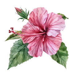 pink hibiscus flower, Red hibiscus. Hand-painted, watercolor vector illustration, isolated on white background, watercolor illustration, red pink