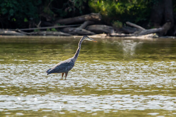 Great blue heron standing in the river fishing on an autumn day in Illinois. 