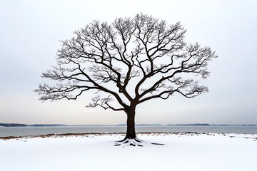 Fototapeta premium A barren tree in the middle of a snowy landscape, its leafless branches reaching up toward the gray sky