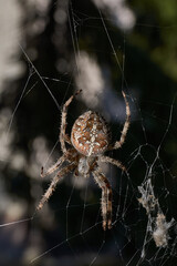 The spider-cross (Latin Araneus) sits in the center of the web. The spider-cross is waiting for prey caught in the web.