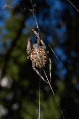 The spider-cross (Latin Araneus) sits in the center of the web. The spider-cross is waiting for prey caught in the web.