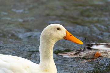 Canard
