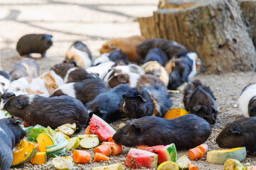 Healthy guinea pigs enjoying a variety of fresh vegetables in a sunny outdoor setting