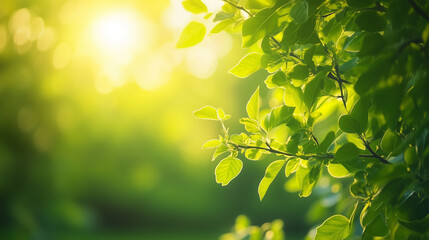 Obraz premium Sunlight shining through lush green leaves in summer forest
