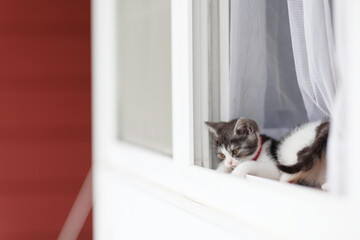 窓から顔を出す子猫