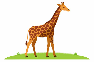 Obraz premium Elegant vector illustration of a Masai giraffe standing tall in the grasslands of the savanna. Perfect for wildlife-themed designs, educational materials, and African landscape projects.