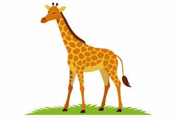 Obraz premium Elegant vector illustration of a Masai giraffe standing tall in the grasslands of the savanna. Perfect for wildlife-themed designs, educational materials, and African landscape projects.