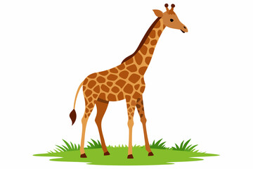 Elegant vector illustration of a Masai giraffe standing tall in the grasslands of the savanna. Perfect for wildlife-themed designs, educational materials, and African landscape projects.