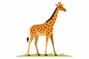 Fototapeta premium Elegant vector illustration of a Masai giraffe standing tall in the grasslands of the savanna. Perfect for wildlife-themed designs, educational materials, and African landscape projects.