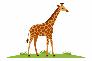 Obraz premium Elegant vector illustration of a Masai giraffe standing tall in the grasslands of the savanna. Perfect for wildlife-themed designs, educational materials, and African landscape projects.