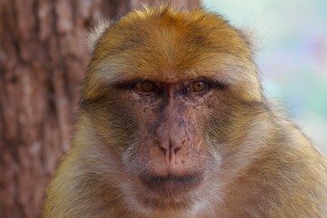 close up of a baboon