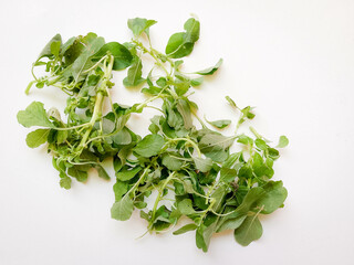 Leafy greens - spinach (Botanical Name - Spinacia oleracea)