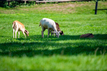 Fototapeta premium Rehe beim Grasen auf einer Wiese im Naturschutzgebiet bei Ingolstadt