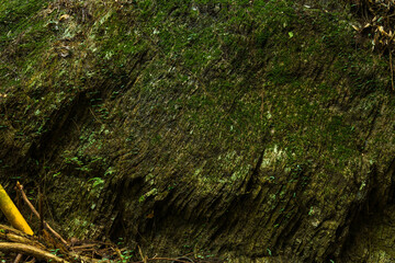 断層になっている大きな岩肌