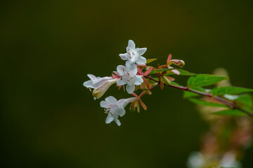 白いアベリアの花