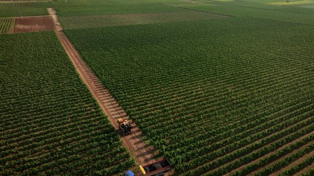 VIEW FROM ABOVE OF THE VINEYARD, AND OF THE HARVESTER AS IT AWAYS FROM THE TRACTOR