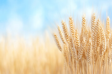Fototapeta premium Golden wheat field under a bright blue sky during late summer harvest season