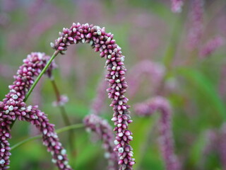 persicaria closeup