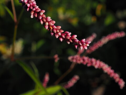 persicaria closeup