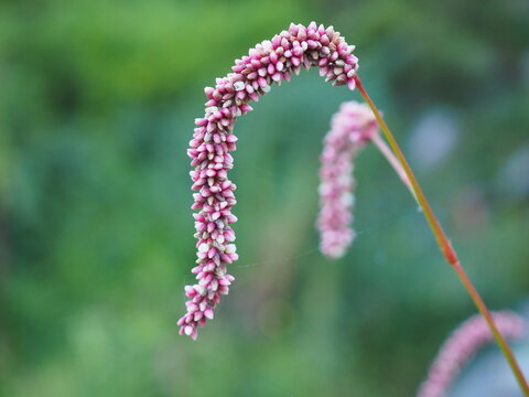 persicaria closeup