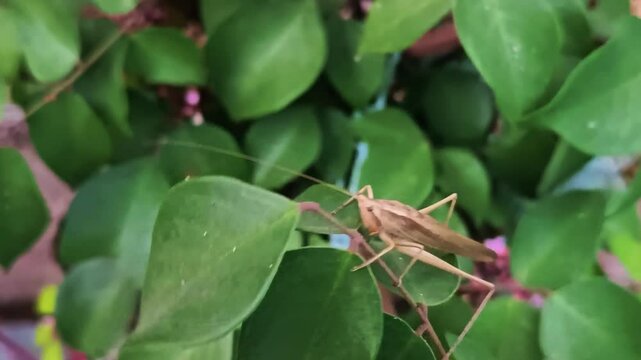 Long-headed grasshopper on leaves with scientific name Acrida cinerea