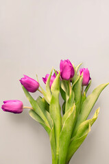 Tongue fresh tulips usually considered as innocence flowers and are an extremely pleasant surprise when we give them just without a chance. On wooden background. Tulips on old boards, spring concept. 