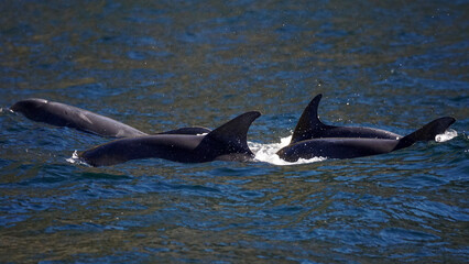 Delphinschule © Jürgen Hamann