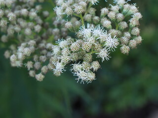 boneset closeup