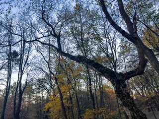 Beautiful autumn landscape in the forest. Autumn trees in the forest