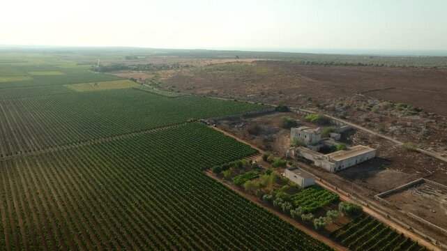 PANORAMA FROM ABOVE OF THE VINEYARD, THE FARM AND THE HARVESTER WHILE HARVESTING
