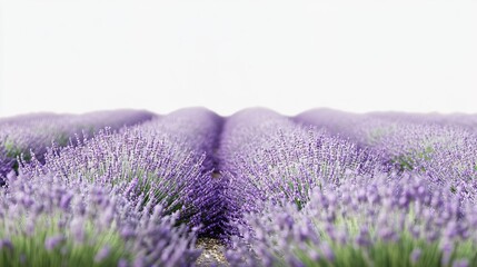 Obraz premium A field of lavender flowers with a white background